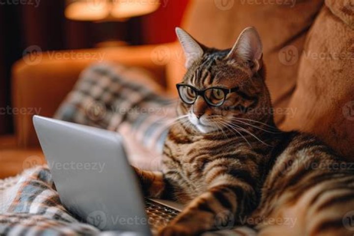 cat using laptop