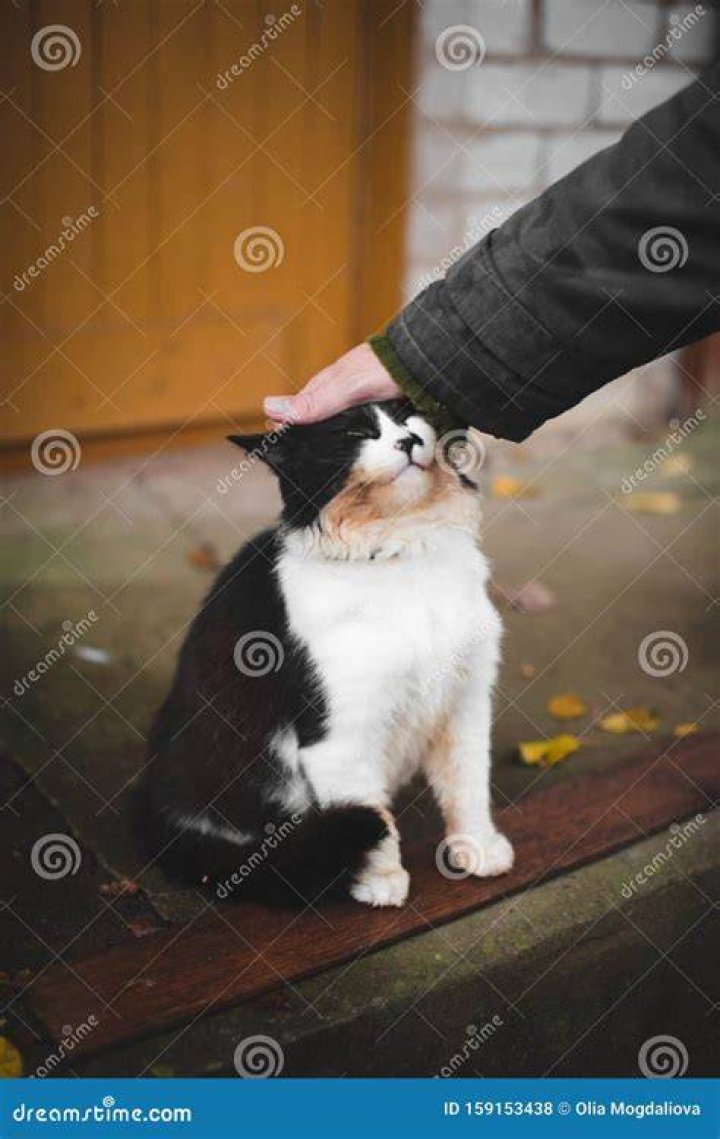 Cat welcomes his owner at home
