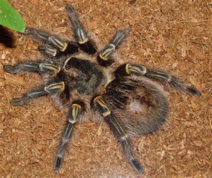 Chaco Golden Knee Tarantula eating