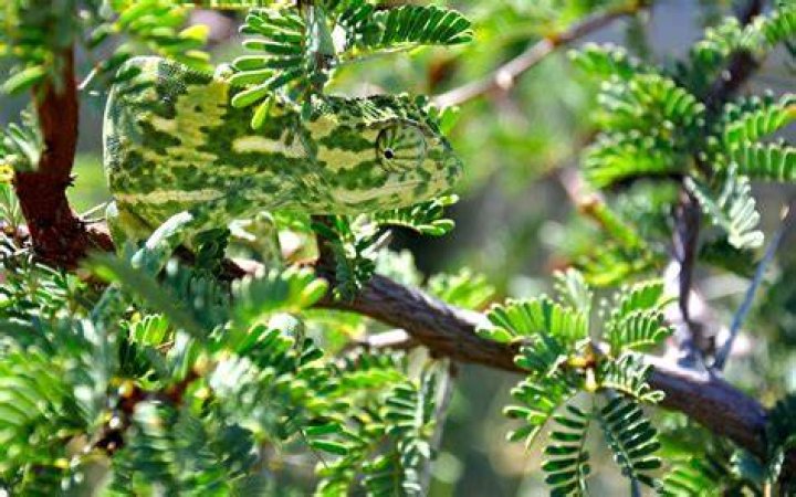 chameleon camouflage on a tree branch