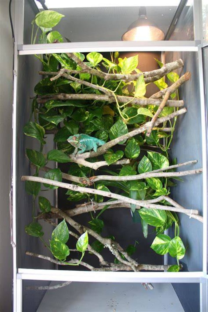 chameleon in an enclosure with heat lamp