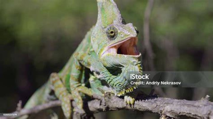 chameleon opening its mouth