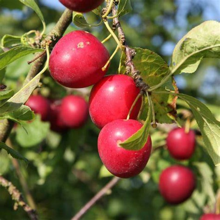 Cherry Plum Information What Is A Cherry Plum Tree Dummer. ゛☀
