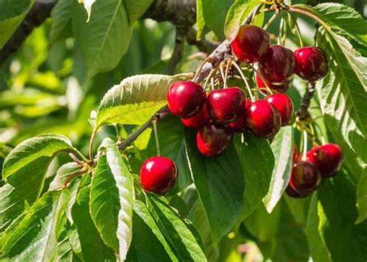 cherry