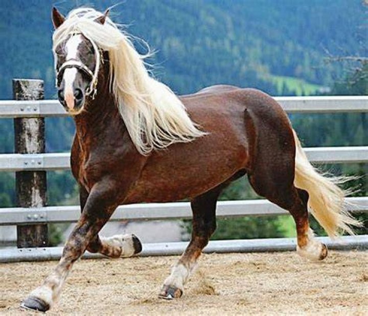 chestnut noriker horse running