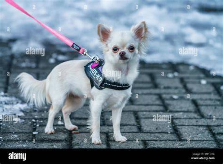 chihuahua on a leash