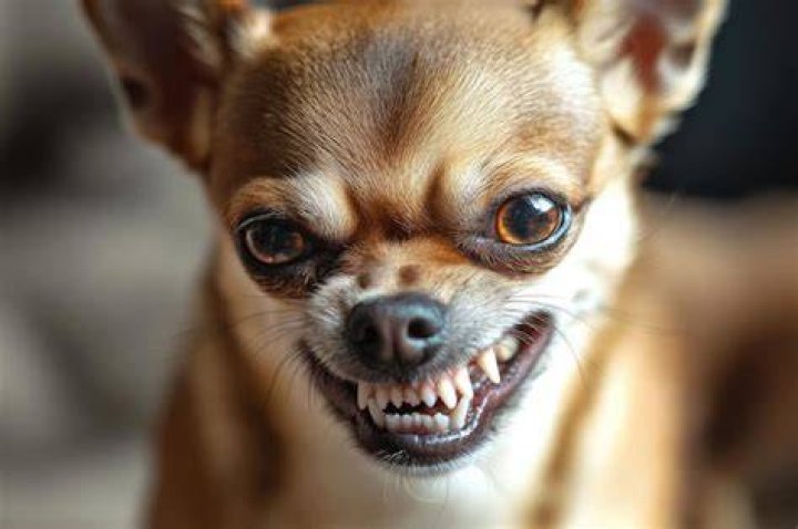 Chihuahua with a snarling face