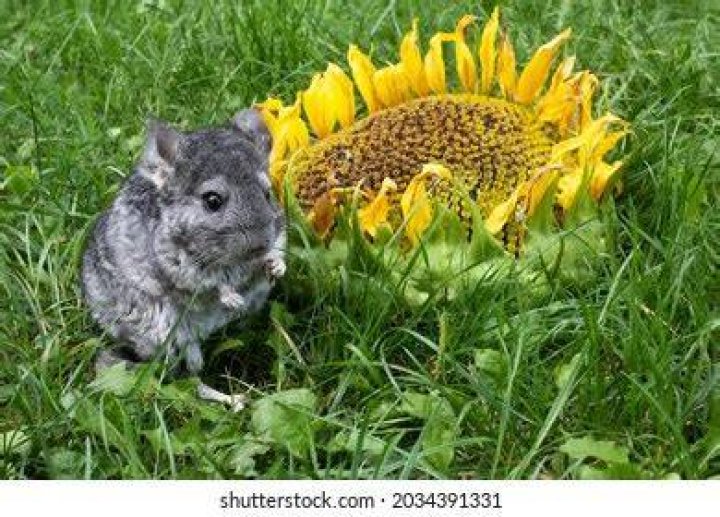 chinchilla eating sunflower seed