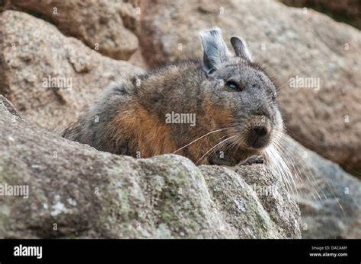 Chinchilla in Machu Picchu