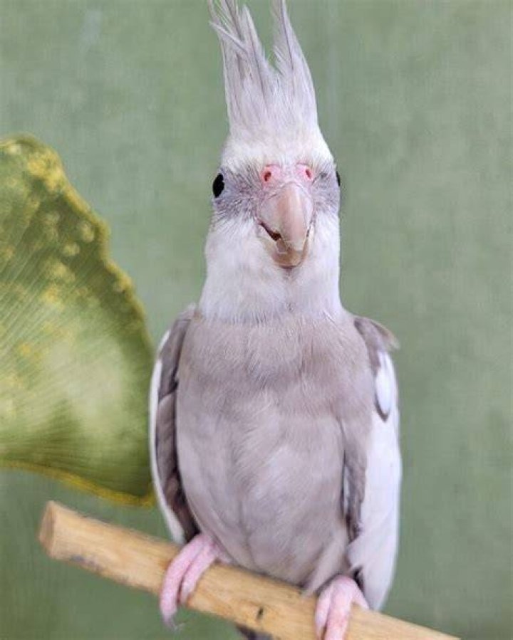 Cinnamon cockatiel