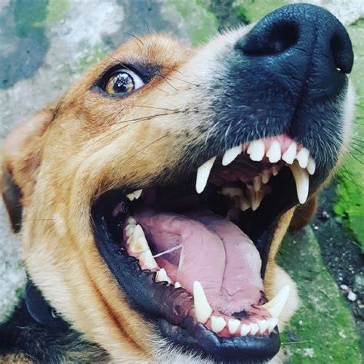 close up of a dog's mouth showing teeth and gums