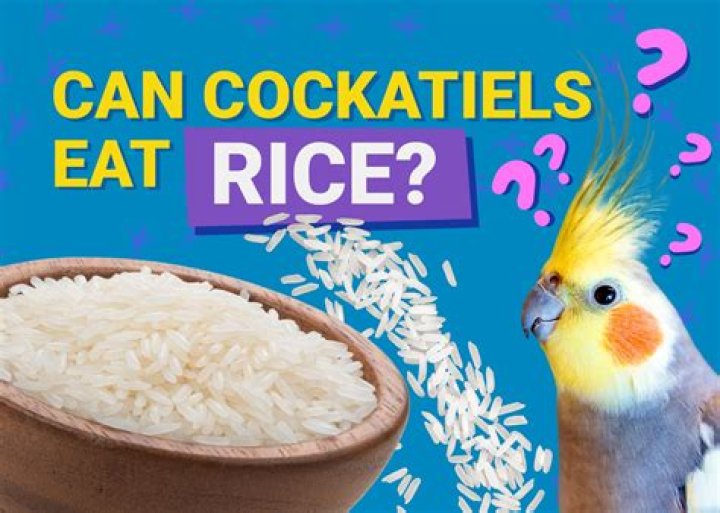 Cockatiels Eat Rice from a mans hand