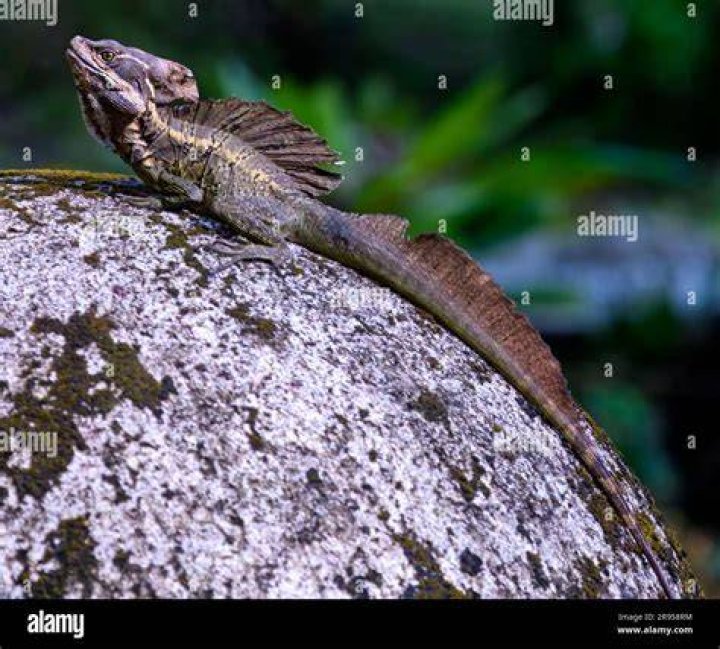 Common basilisk