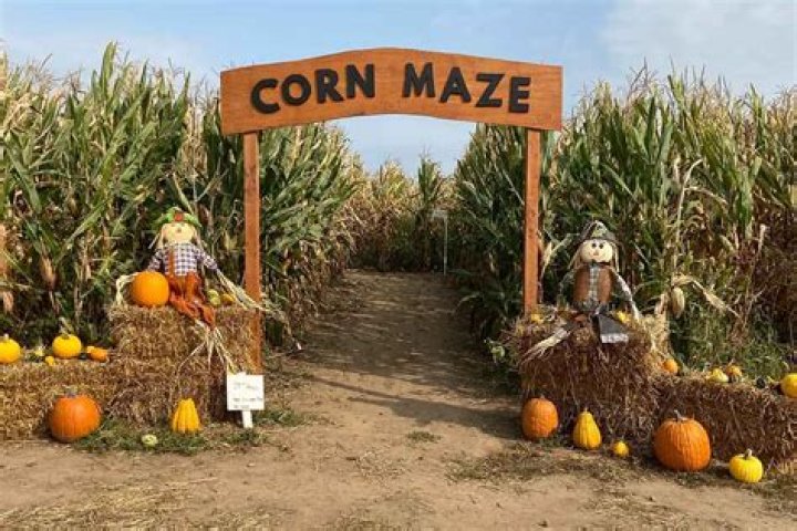Cornbelly&rsquo;s Corn Maze and Pumpkin Fest&mdash;A Traditional Fall Activity for