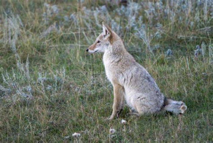 Coyote sits and wears a blue t-shirt in Grace and Frankie