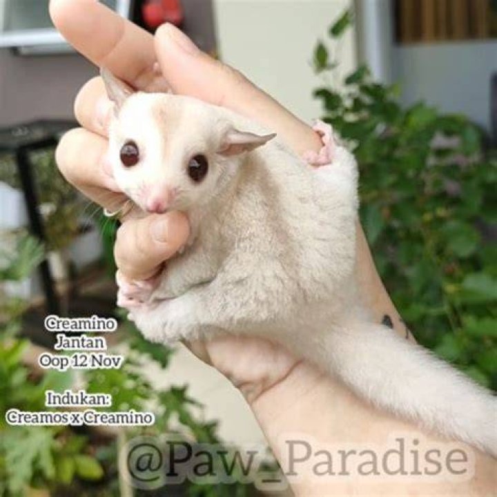 Creamino Sugar Glider with ruby eyes