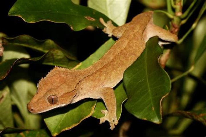 crested gecko
