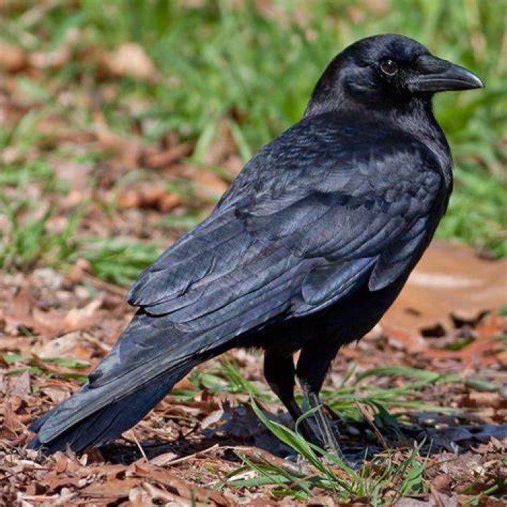 crow bird_Mabel Amber_Pixabay