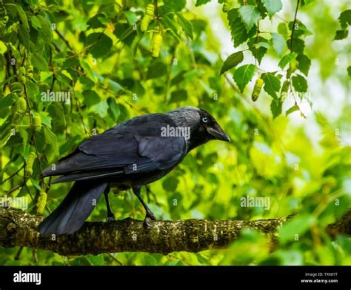 crow in the tree