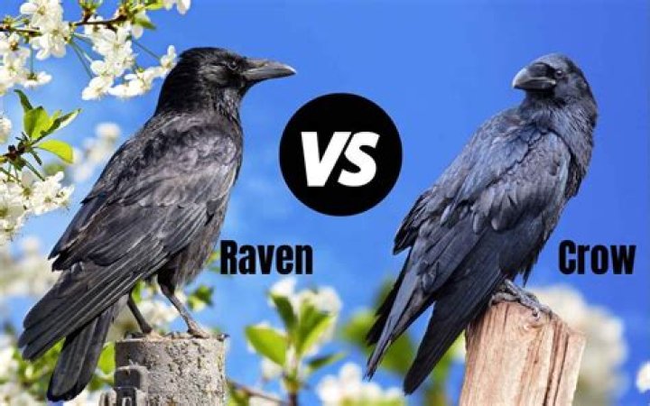Crows and Ravens