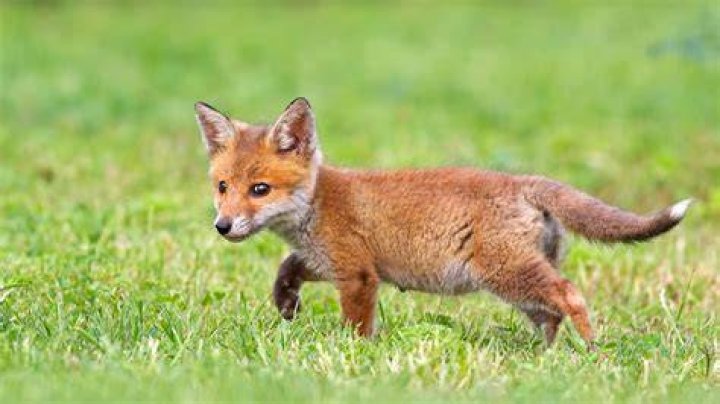 Cute Baby Fox Wallpaper (54+ images)