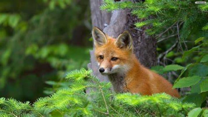 Cute Fox Wallpapers Top Free Cute Fox Backgrounds WallpaperAccess