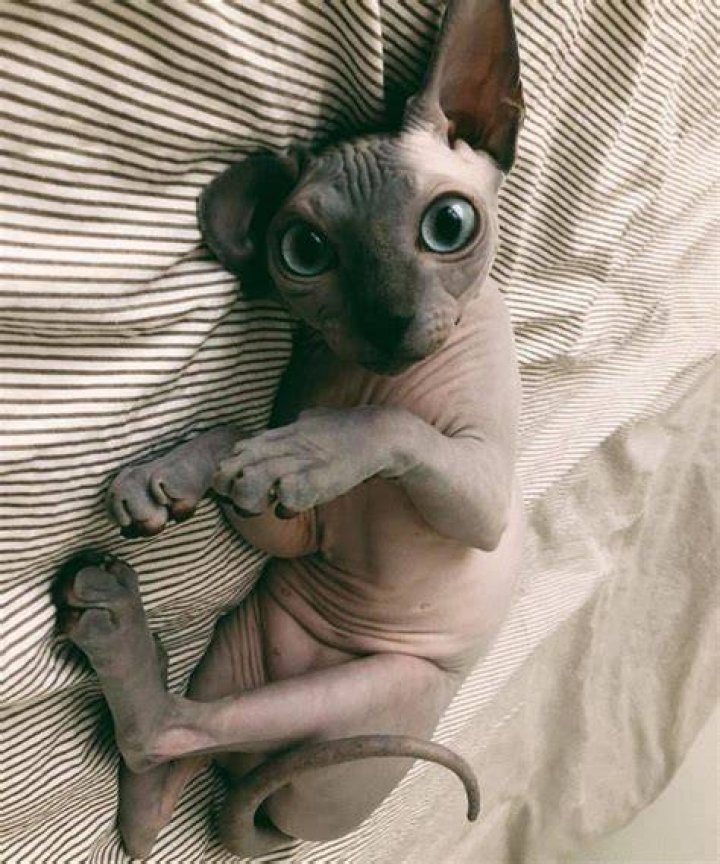 cute sphynx cat in hepper pod bed close up blue eyes