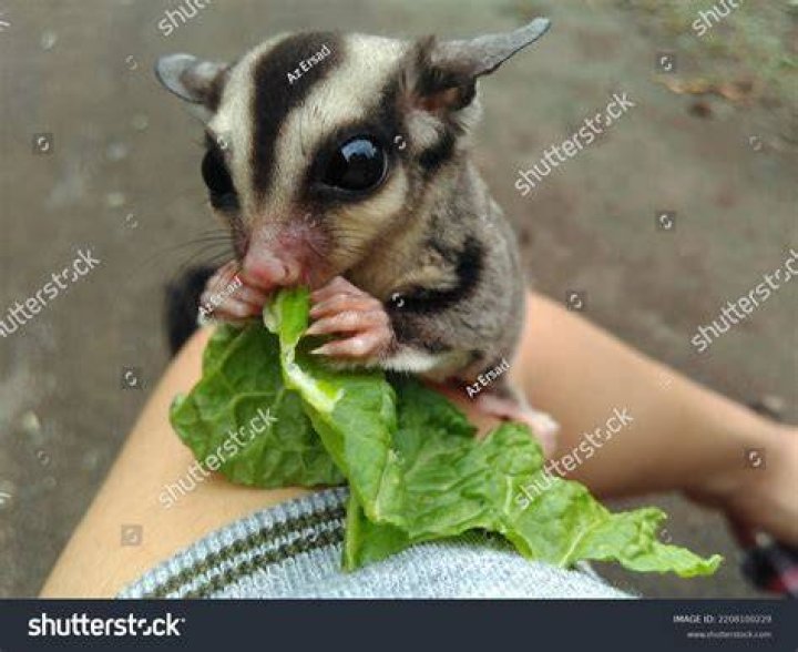 Cute sugar glider eating plants