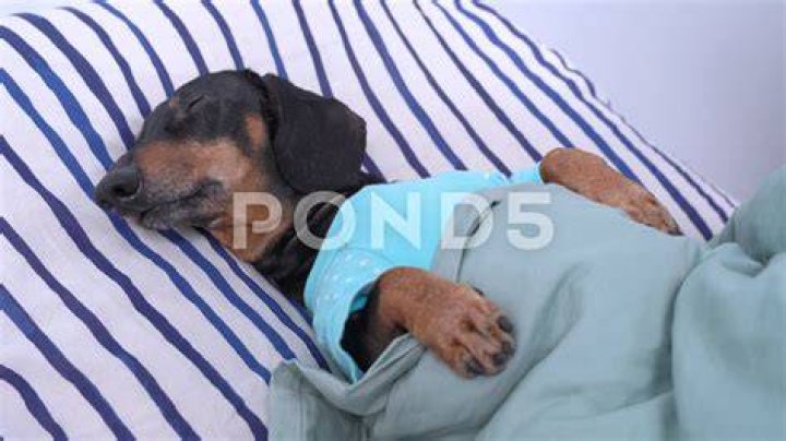 dachshund sleeping on bed