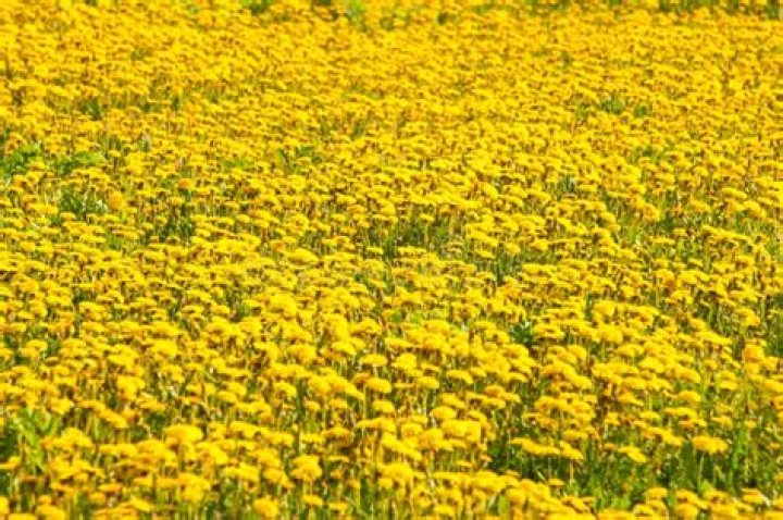 dadelion flowers in the field