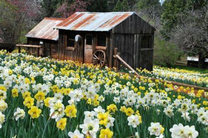 Daffodil Hill Sutter Creek Events Annual Daffodil Hill in Volcano