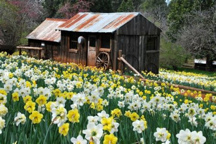 Daffodil Hill, Volcano, California