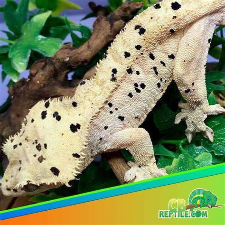 Dalmatian Crested Gecko