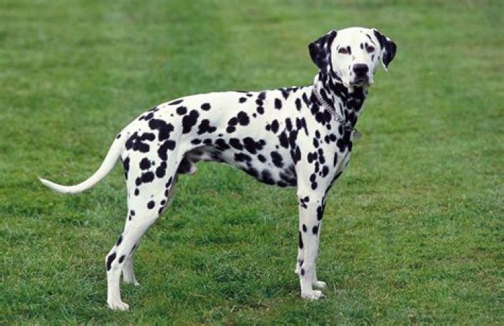 dalmatian dog_Piqsels
