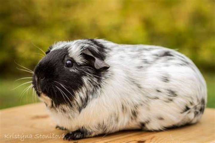 Dalmatian guinea pig