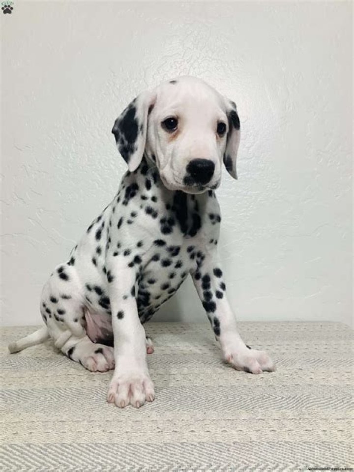 Dalmatian puppy