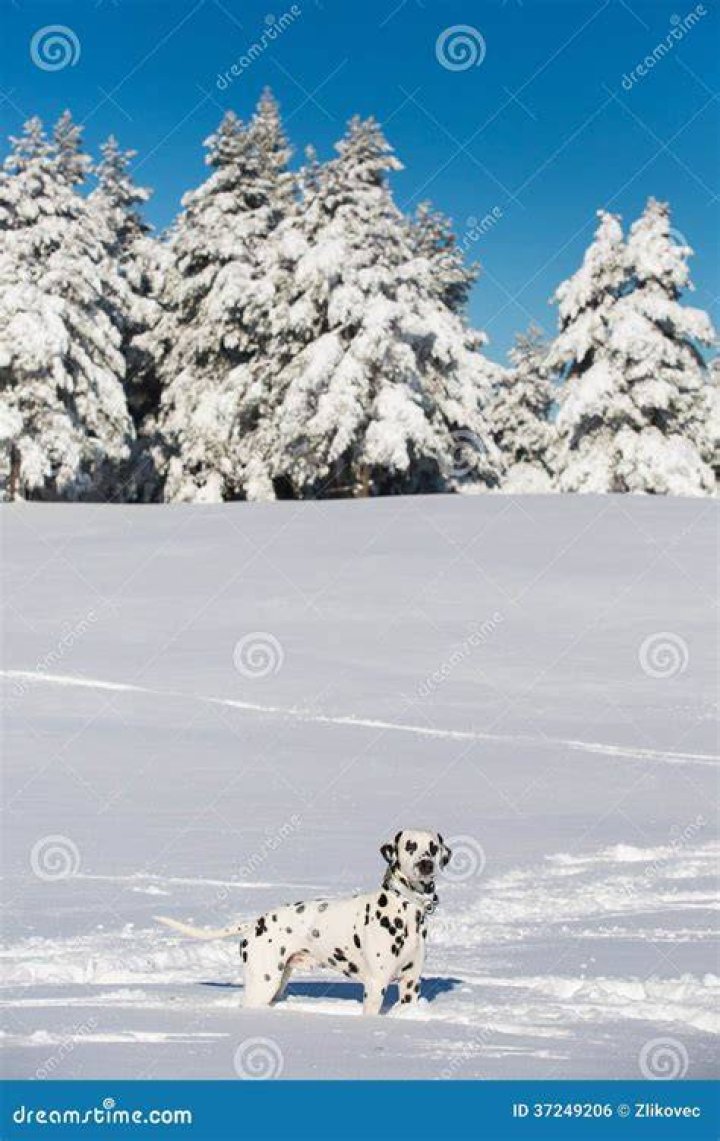 dalmatian standing on snow