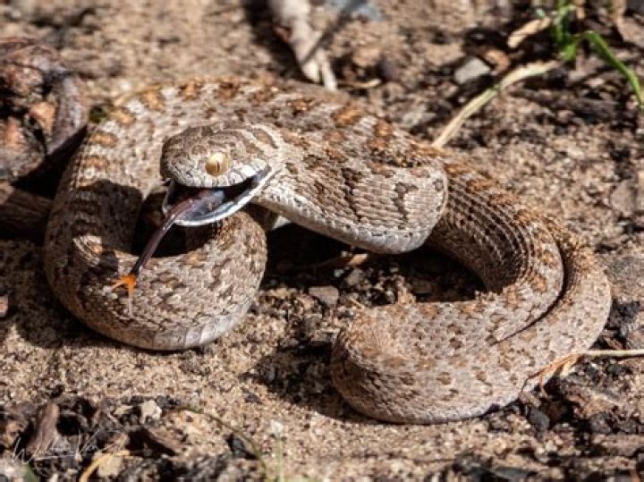 dasypeltis