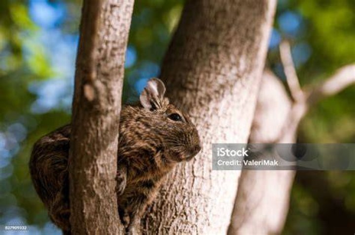 degu climbing on a branch