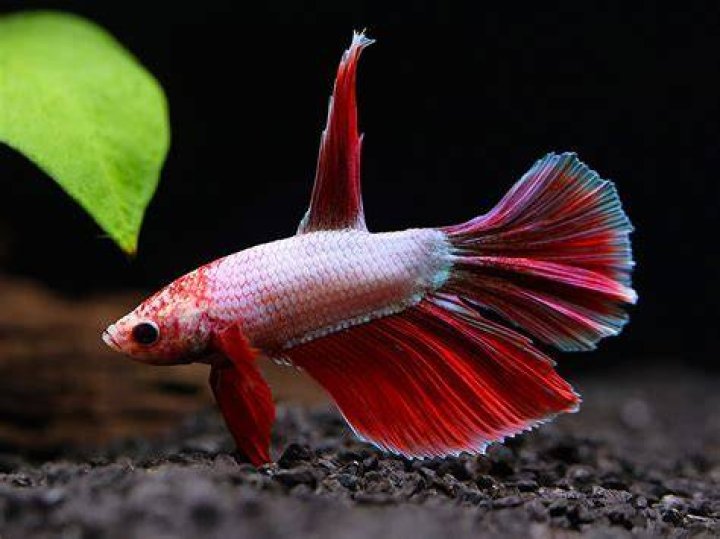 Delta Tail Betta Fish_Khairil Azhar Junos_Shutterstock
