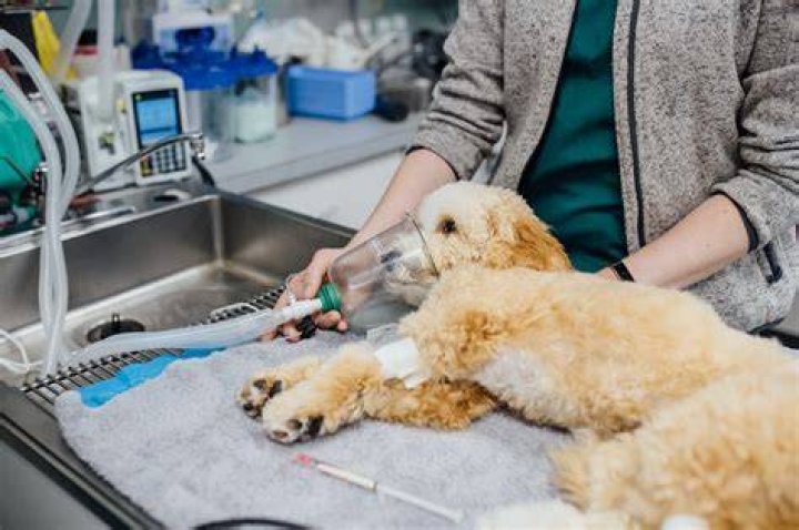 dog anesthesia with veterinary treatment