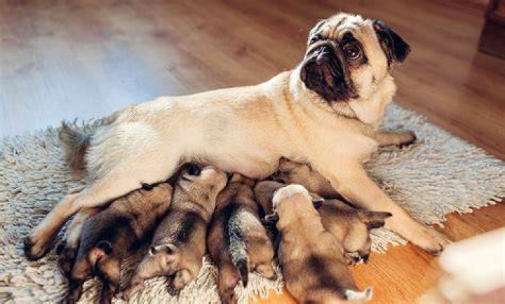 dog breeder with puppies