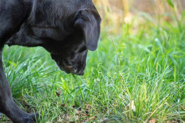 dog in the grass licking nose