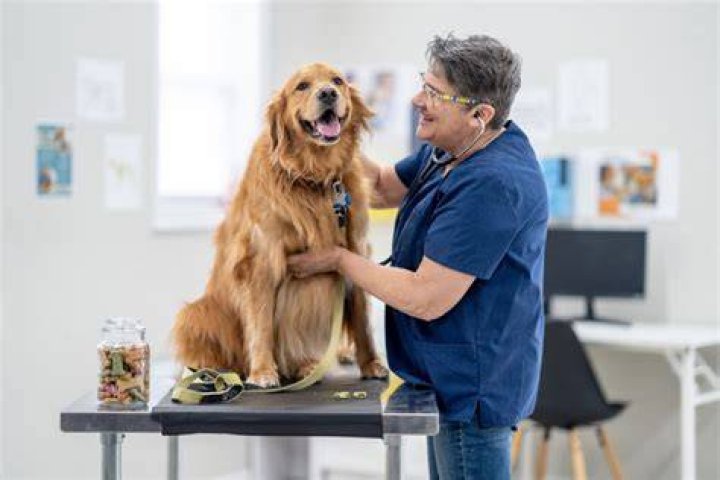 Dog in Vet
