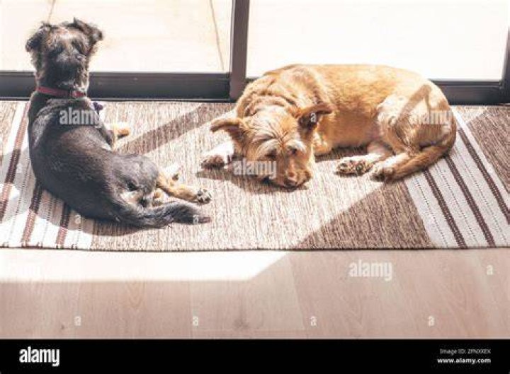 dog on the carpet sunbathing by the window