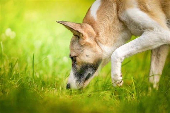 Dog smells a dog in heat