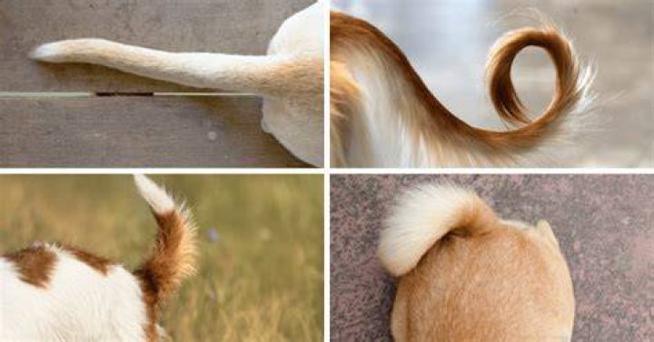 dog tail