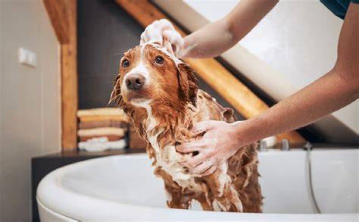 dog taking a bath