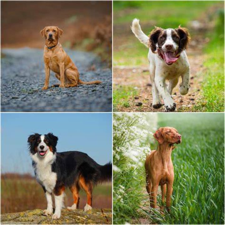dog teeth_Pixabay