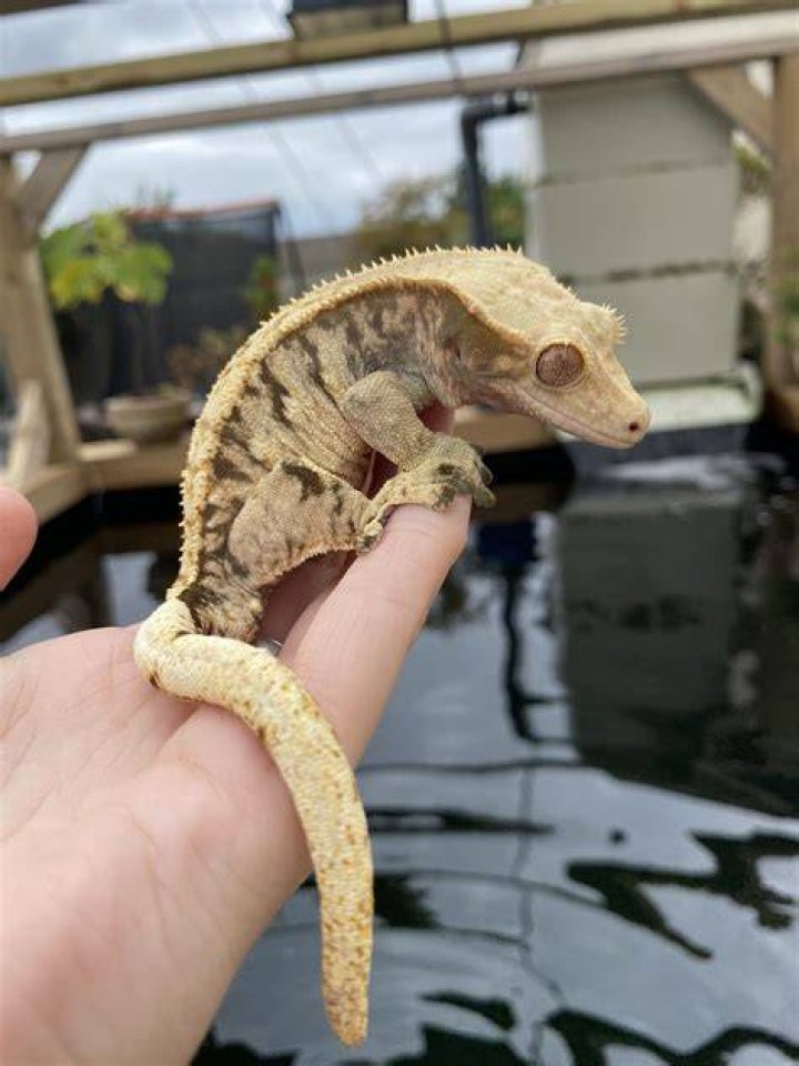 Extreme Harlequin Crested Gecko